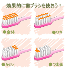 効果的に歯ブラシを使おう！